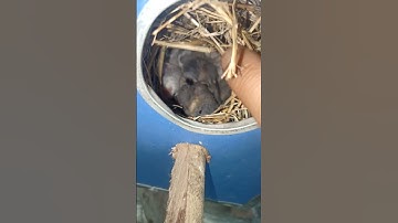 22th day of javasparrow chicks#3rd clutch of java sparrow#grey and white java sparrow chicks#amazon