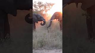 Elephants #reel #wildlife #safari #reels #elephants