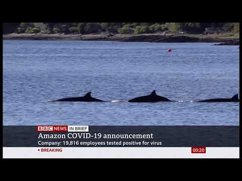 Pod of Bottlenose whales moving attempt update (2) (Scotland) - BBC News - 2nd October 2020