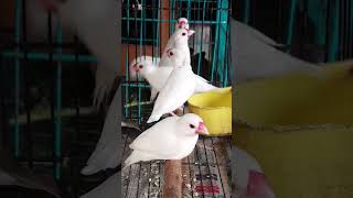 Full Names: Java Rice Bird,  Guide