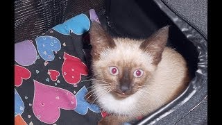 Siamese kitten Bella's First day Home 2013