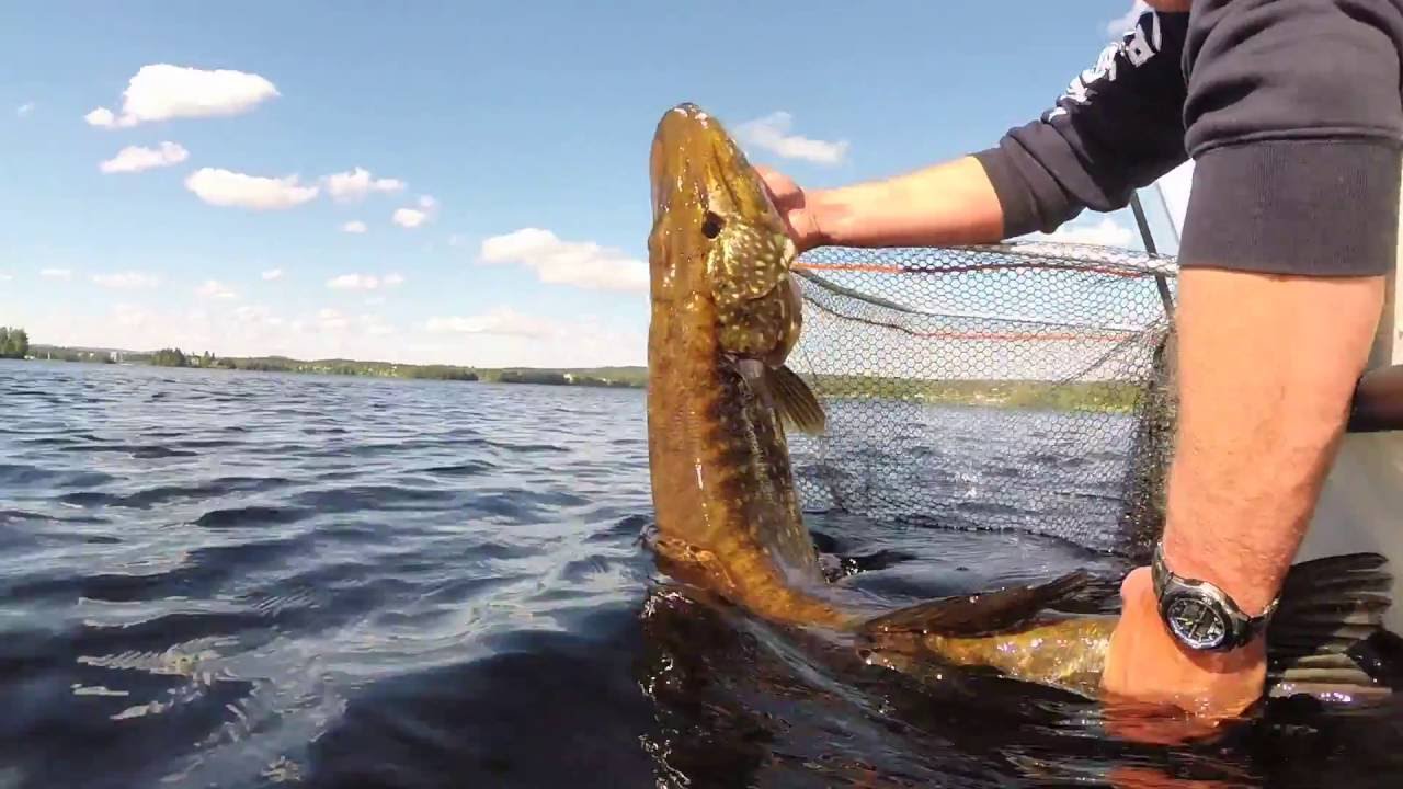 Hechtangeln Schweden See Varpen mit Stefan Olsson &  Frank Knossalla
