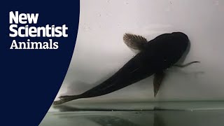 Eel escapes from predator's stomach