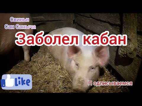 Заболел кабан