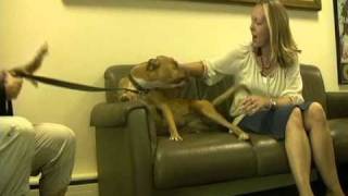 Wmtr Rock N Ruff With Cookie