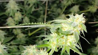 Week 7 of Flower! NNG LIGHT! AGLEX 1200! 2X 200WATT RED COB LIGHTS!