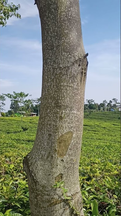 Story wa 30 detik pesona kebun teh ciatter bandung part 9