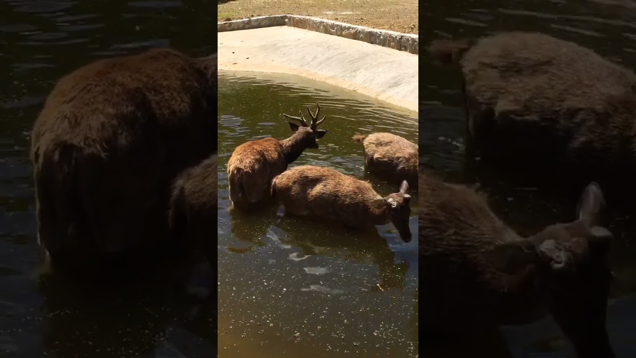 Adorable video Deer swimming in the pool 