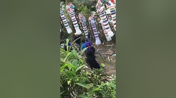 Phong tục đám ma bôi nhọ nồi của dân tộc nùng ở  vùng cao ở Hà Giang