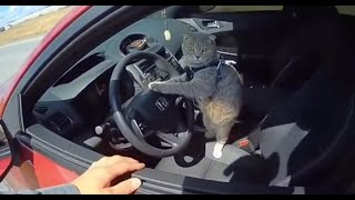 Cat Pulled Over for Speeding 🥫🚓 | AI Absurdity at Its Finest - Sora 2 Bodycam Example