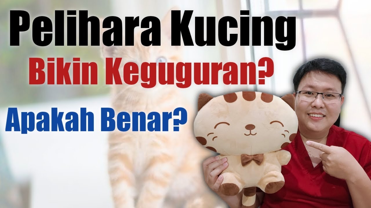 BAHAYA PELIHARA KUCING SAAT HAMIL - TANYAKAN DOKTER