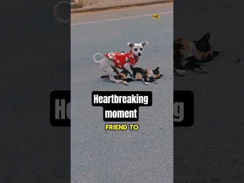 This puppy wants to protect his cat friend’s body 💔 #heartbreaking #sad