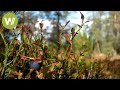 Unberührtes Lappland (Muddus Nationalpark) | Europas Urwälder, Folge 5