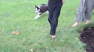 Siberian Husky Puppies For Sale