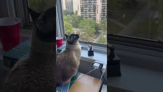 Elsinha Bancando A Fifi