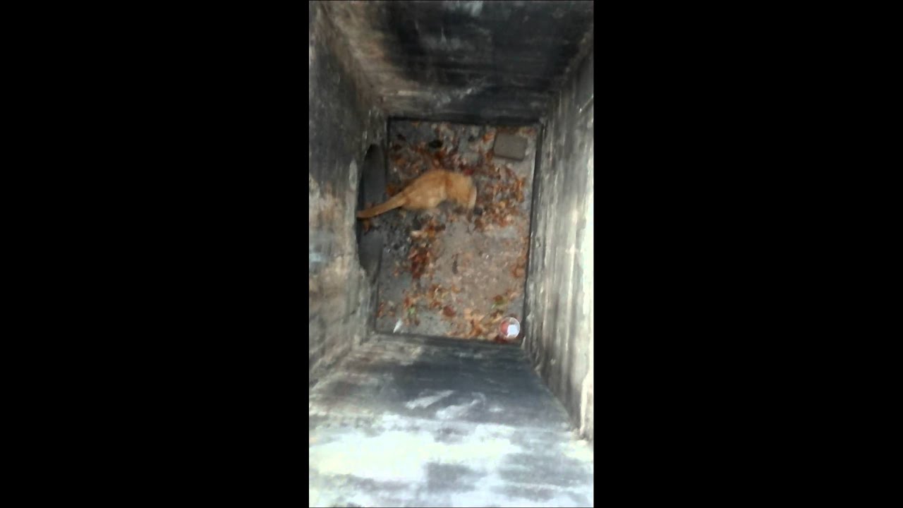 Kitten Rescued From Storm Drain Youtube 