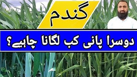 What is the best time for second irrigation in Wheat || Bilal Kanju Official