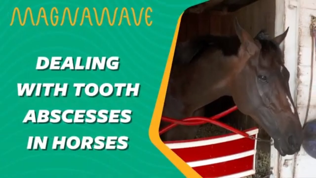Tooth Abscess in Horses MagnaWave YouTube