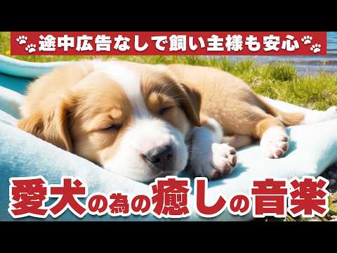 犬が落ち着くリラックス音楽（途中広告なし） / お留守番 / 雷対策