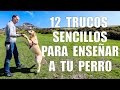 Adiestramiento Canino - 12 TRUCOS para Enseñar a tu Perro