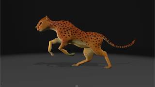 Leopard running