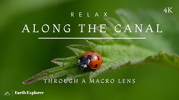 An Inspiring Short Film - Nature Along the Canal in Macro
