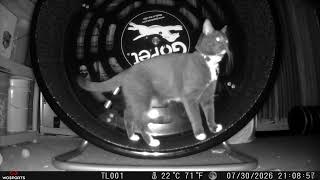 Cookie Cutter The Cat Random Footage, Filmed By G600 4K Wosports, Dbn, MI, July 30 & 31, 2026