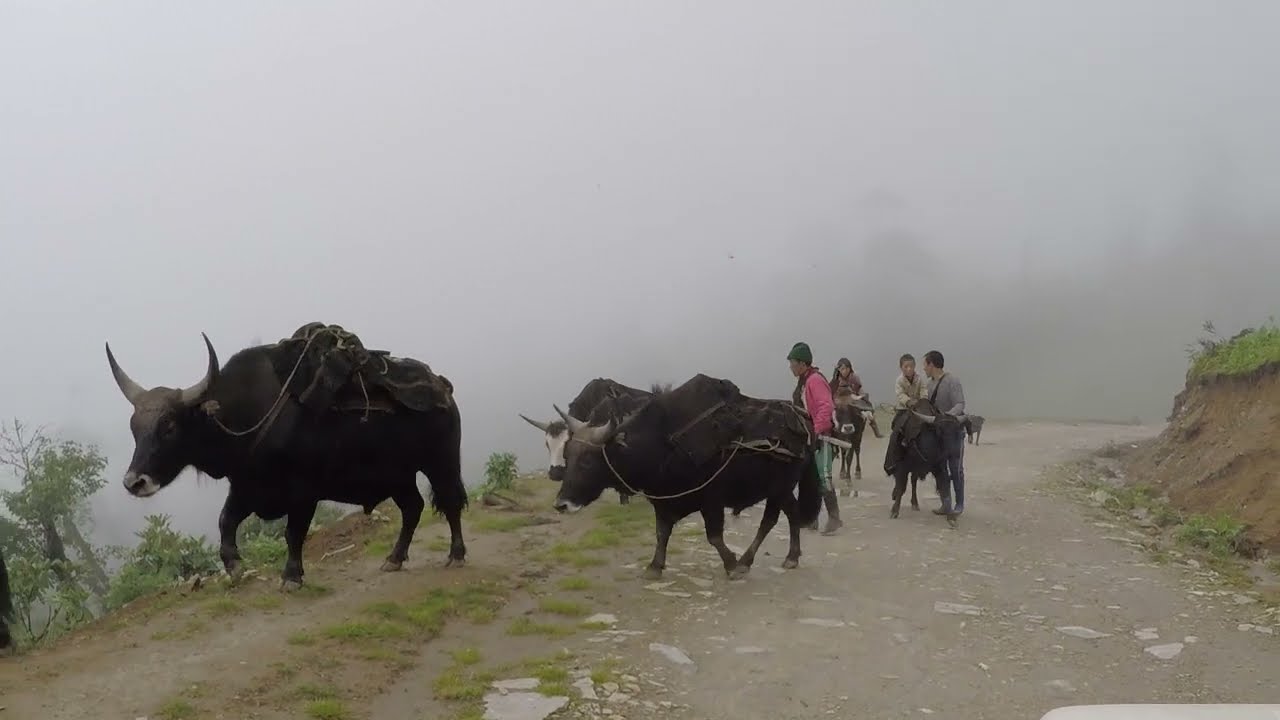 The Brokpa Tribe thriving on rearing yaks & sheep.
