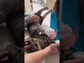 病院で初めての検査！「暴れないから控えめな文句は言わせてくれ～」な猫のトラくん！【キジトラ猫のトラくん】#shorts