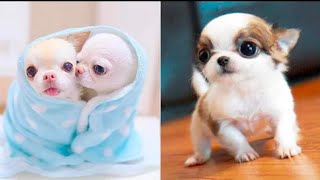 Baby Dogs - Cute and Funny Dogs Videos Compilation #2 | Aww Animals by Viral Tech Hub 86 views 3 years ago 5 minutes, 44 seconds