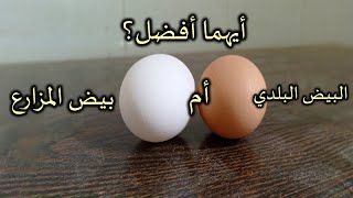 #البيض البلدي و #بيض المزارع أيهما أفضل ! | #egg
