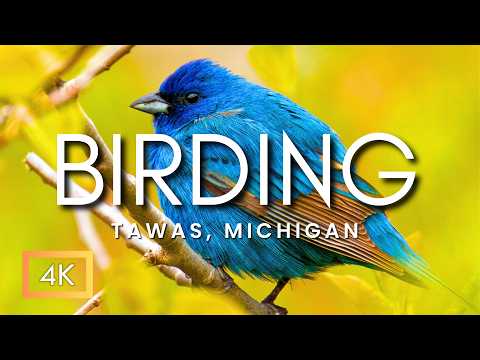 Hoobly Michigan Birds
