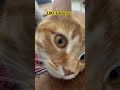 Uki Labubu #youtubeshorts #labubu #lovecats