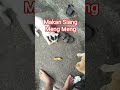 Kasih Makan Kucing #cat #pecintakucing  #kucing #gatos