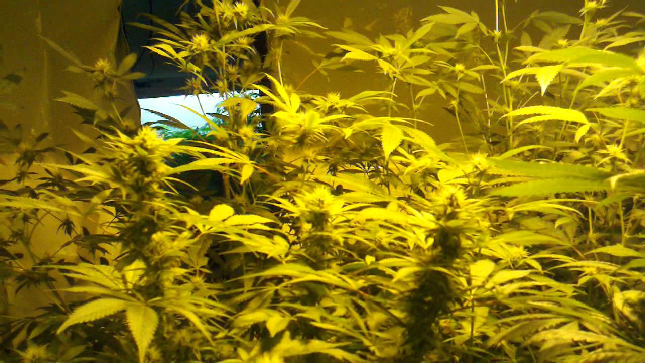 Garden update: Blackwater, The Black, Qleaner