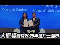 大熊貓最快2025年落戶三藩市 | 星電視新聞