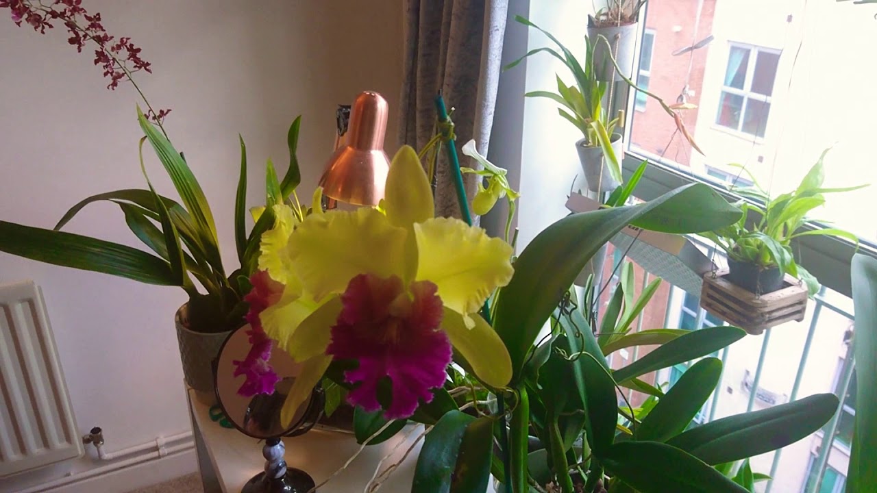 One of the Biggest Orchid Blooms - orchids updated 