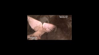Romeo And Juliet, When Doves Cry