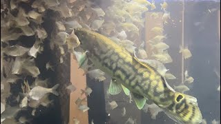 アミアカルヴァにタイリクバラタナゴ200匹以上与えてみた
