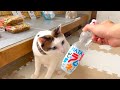 【夏祭り】猫が初めて出店に挑戦したら我慢できずに事件発生www