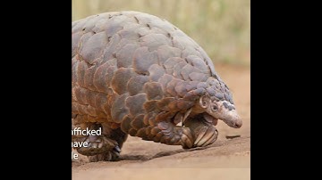 World Health Day - Ban Wildlife Trade