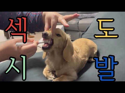 강아지 양치 관리는 어려워. 입냄새 잡고 지옥가겠습니다(꿀팁 없음주의)