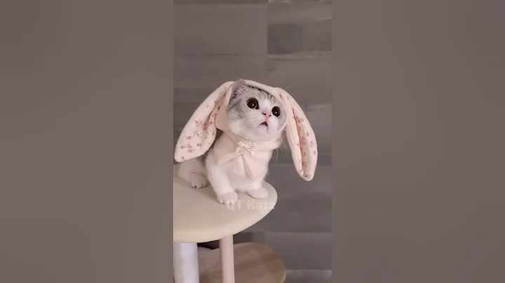 Watch the video about Adorable kittens 😍 #cat #funny #cute #shorts