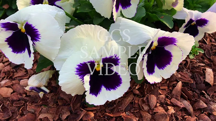 Cold-Weather Flowering Annuals - 1 minute SAMPLE