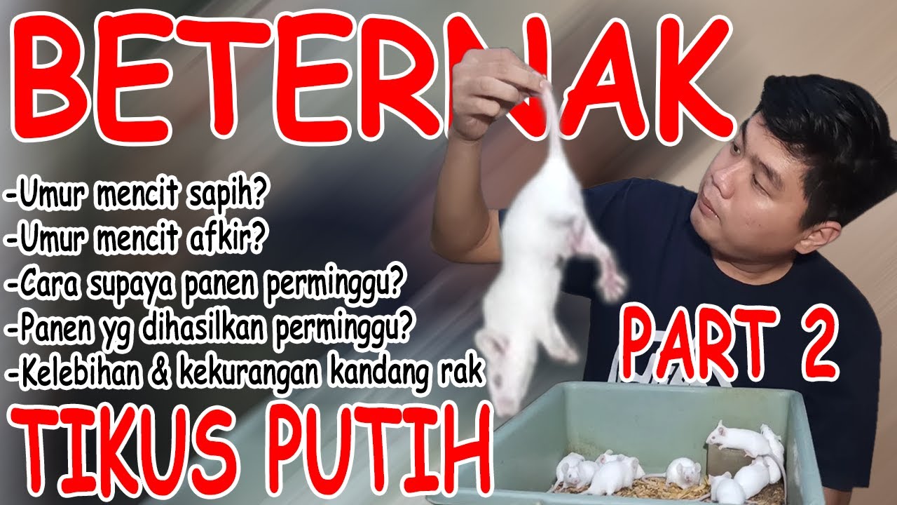 CARA BERTERNAK MENCIT / TIKUS PUTIH PART 2 !!! BISNIS MENJANJIKAN NIH