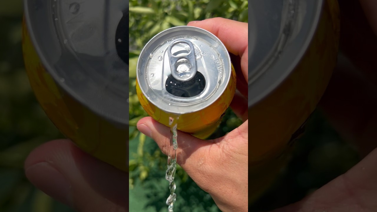 Kirkland Signature Sparkling Water Lemon Review