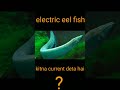 Electric ell fish amazing facts shorts facts