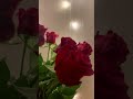 Миллион алых роз 🌹😍