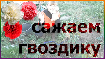 ГВОЗДИКА посадка выращивание уход размножение. Как посадить гвоздику. Посев гвоздики