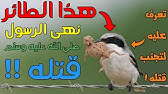 اللي وش الجمعه يطير الطير ما يوم غالي وتسوى